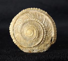 Sonstige - Schnecken - Obornella plicopunctata (DESLONGCHAMPS 1849)